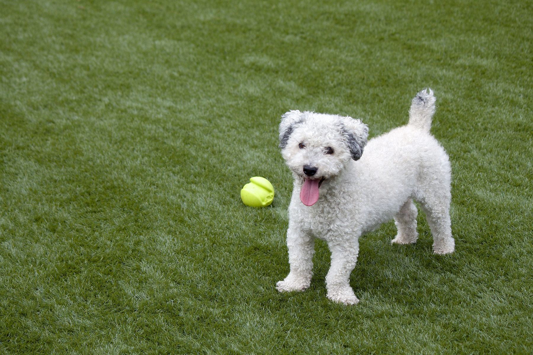SYNLawn, a manufacturer and installer of synthetic landscape grass, shows an example, for residential use, of a dog playing with a tennis ball in British Colombia, Canada.