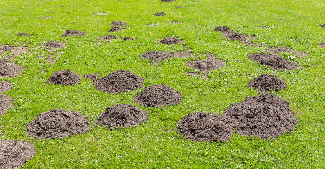 Mole holes in lawn