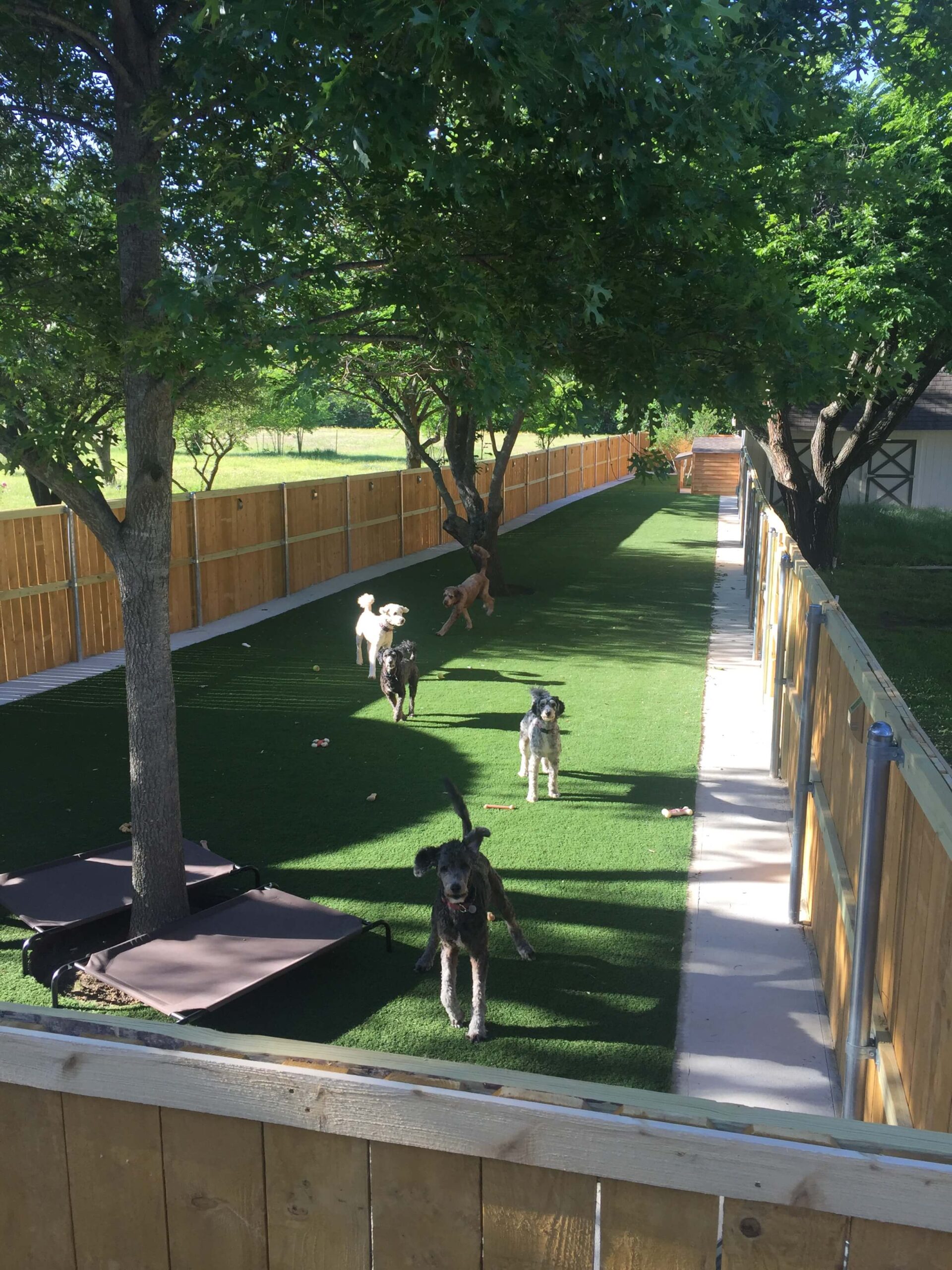 artificial pet turf