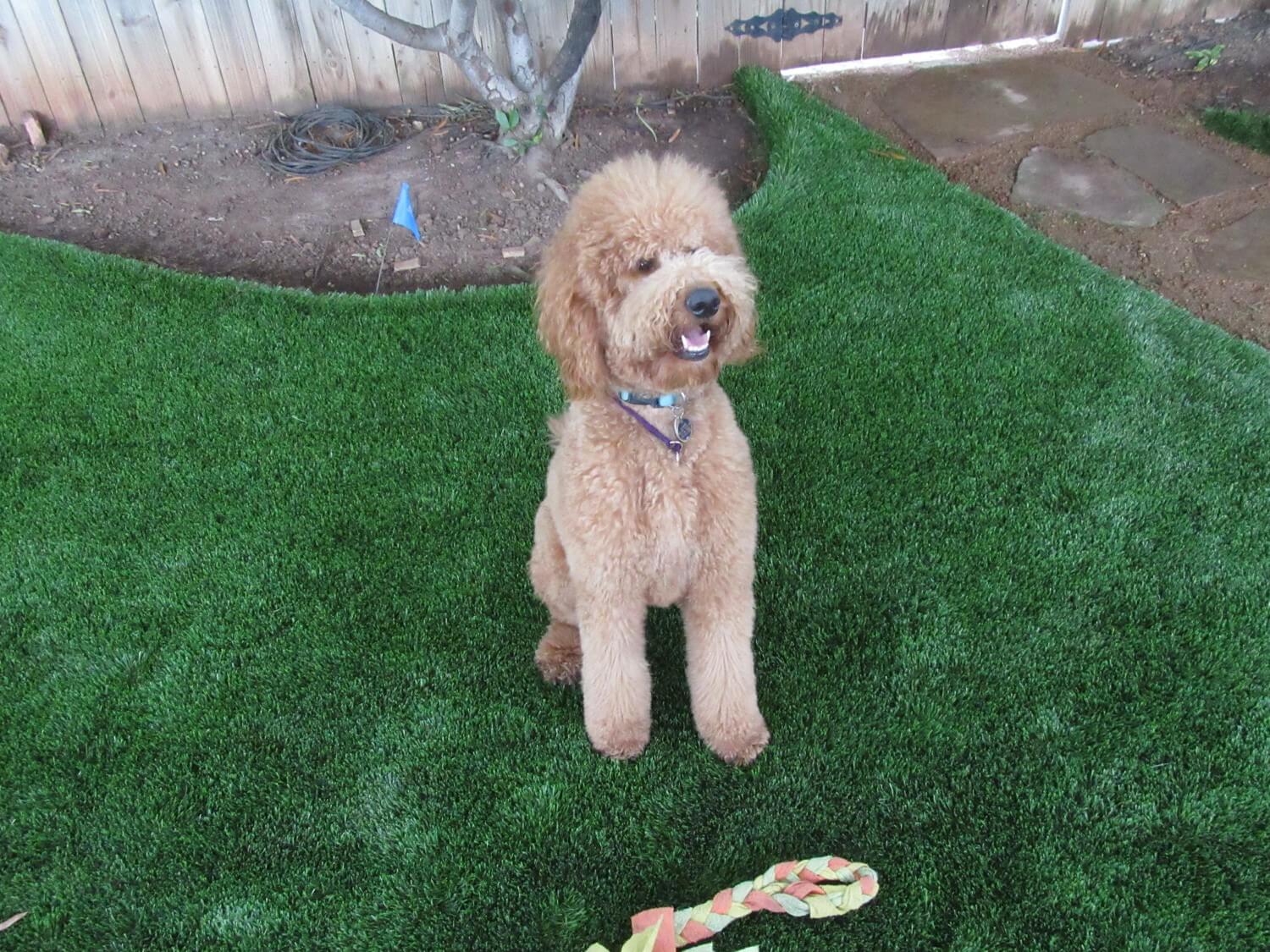dog sitting on artificial grass with dog toy