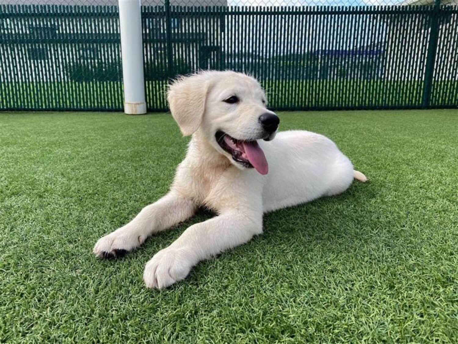 Dog relaxing on artificial grass