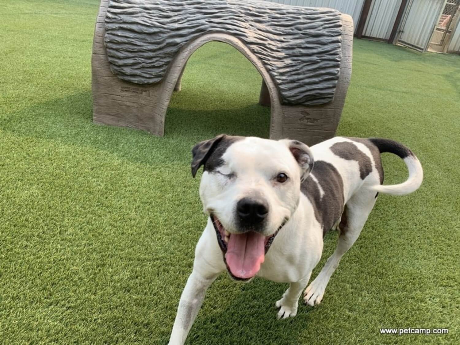 Dog playing on artificial grass