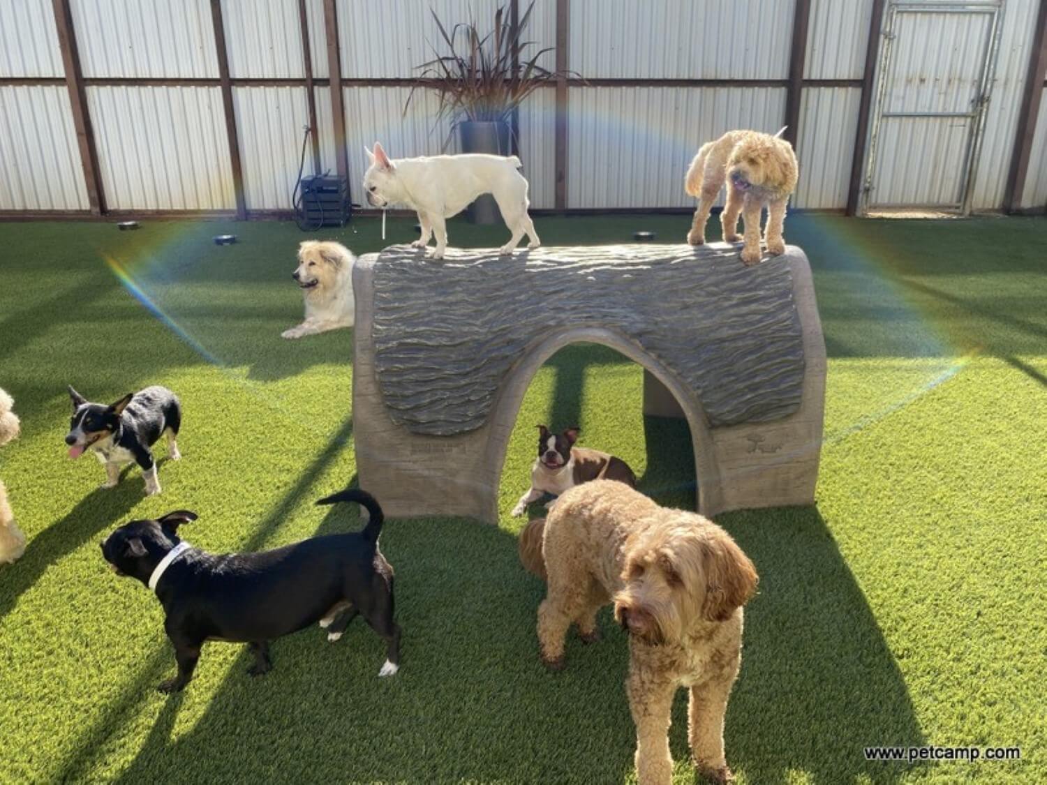 Dogs playing on artificial grass