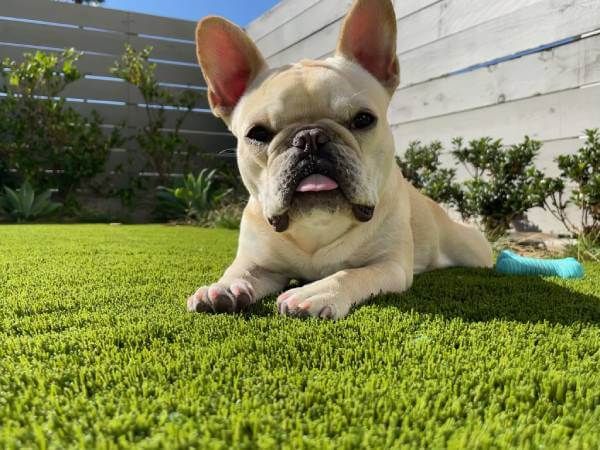 French bulldog enjoying SYNLawn artificial pet turf