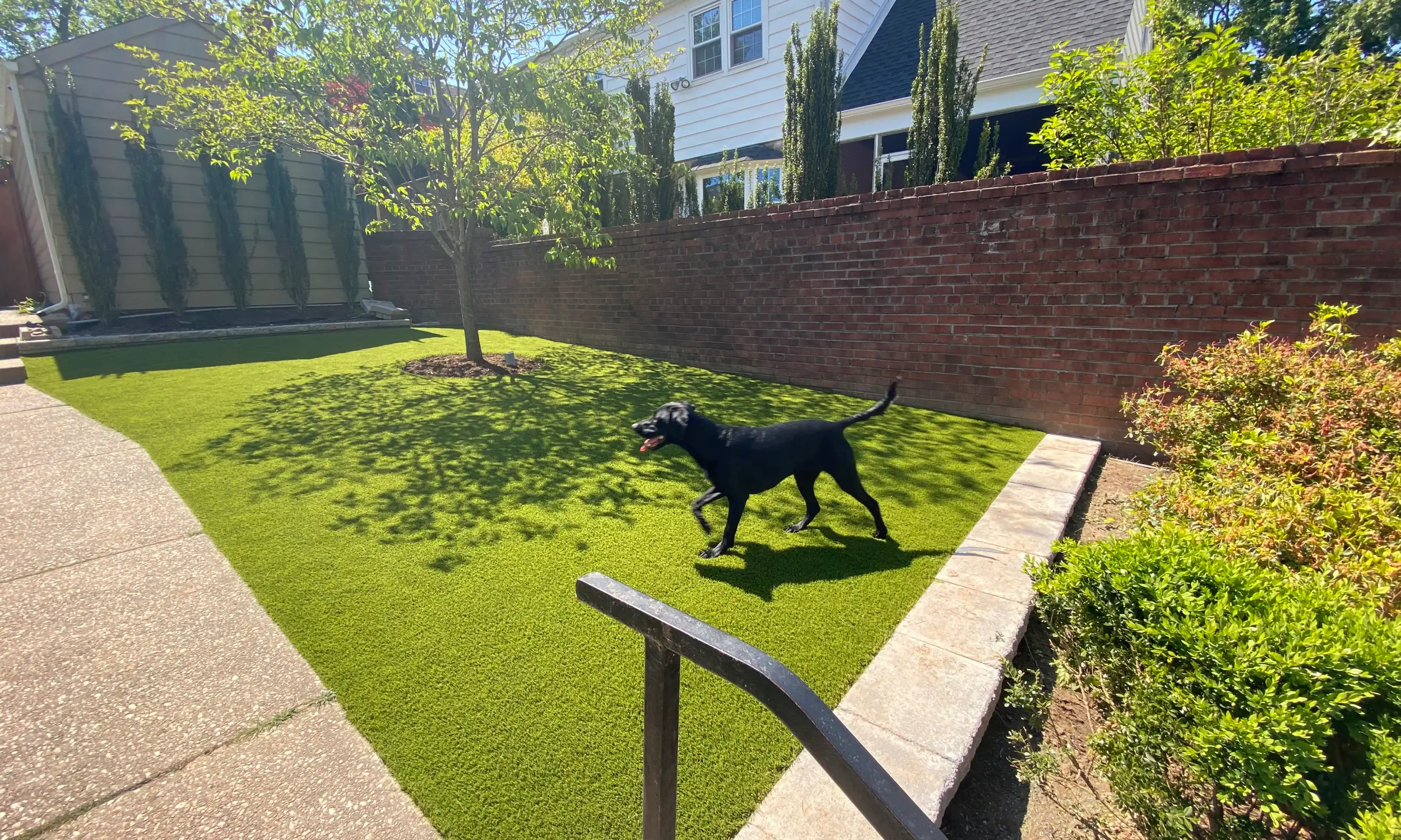 dog playing on artificial grass