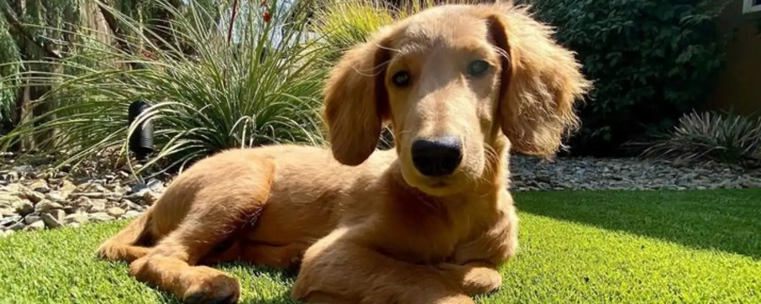 Dog relaxing on artificial grass from SYNLawn