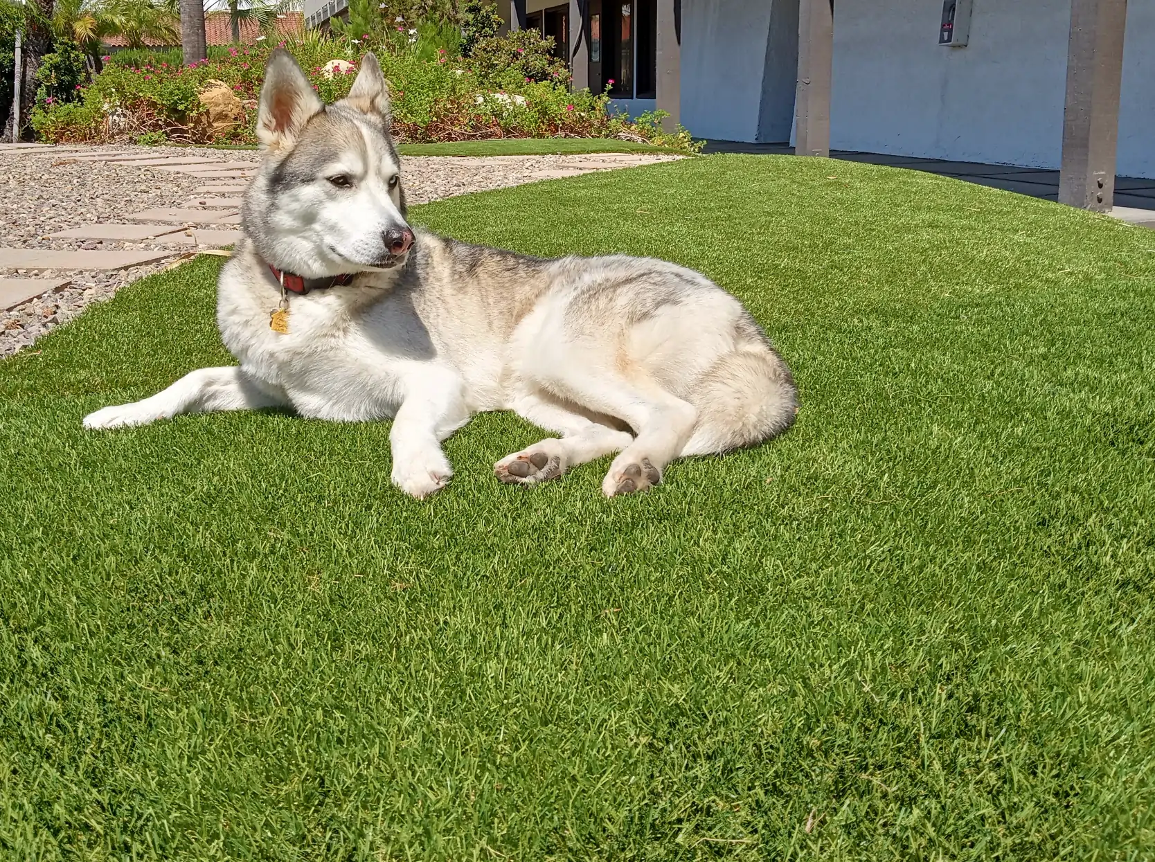 dog laying down on pet friendly artificial turf synlawn