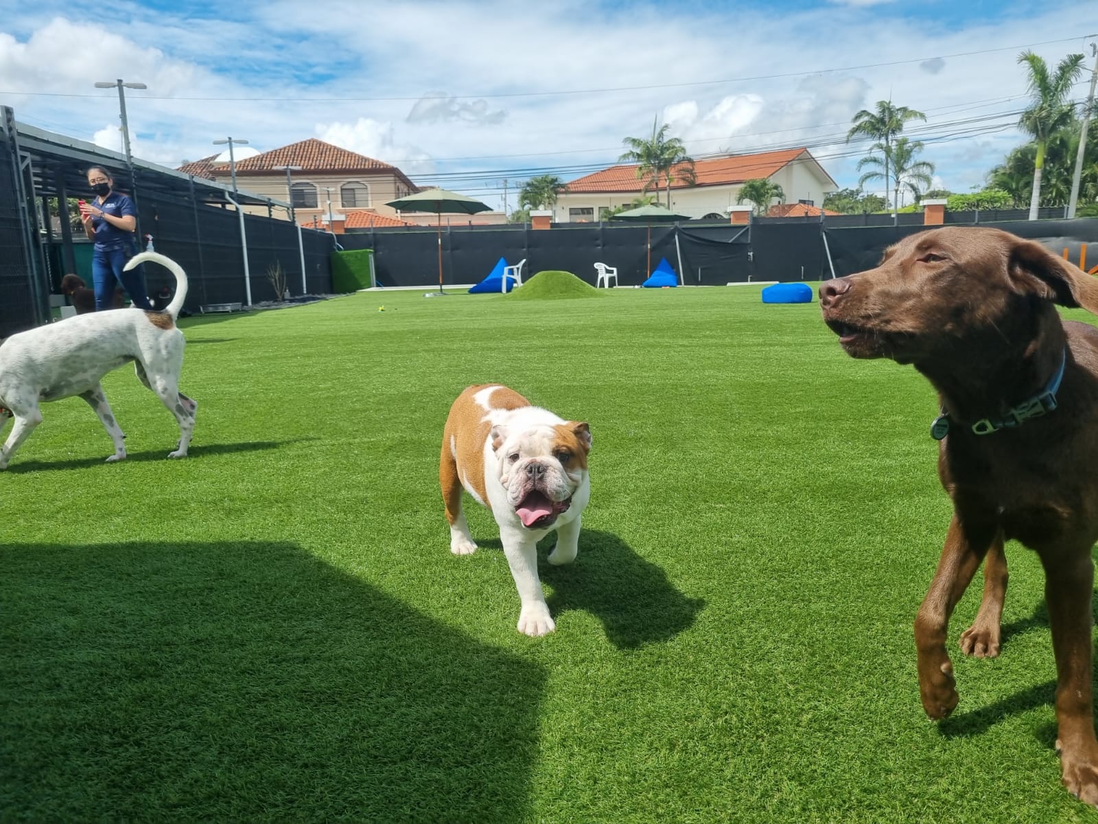 Dog Park SYNLawn Pet Turf Dog Park SYNLawn Sacramento Pet Turf