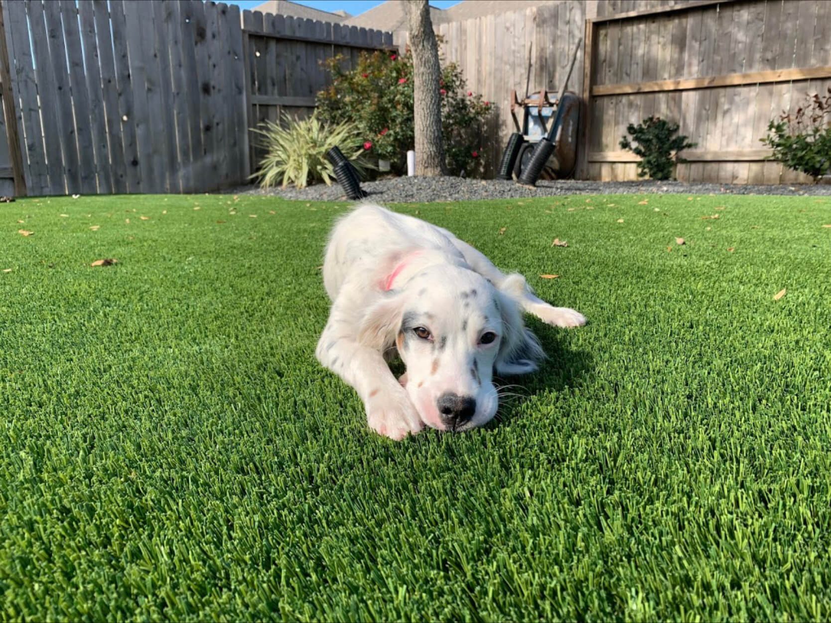 dog relaxing on artificial pet turf